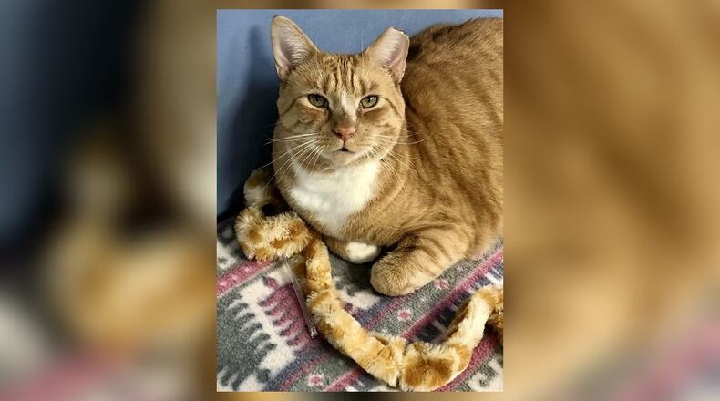 Oscar is a 4-1/2-year-old neutered orange tabby. He is a big baby who loves to get attention. Oscar doesn’t know a stranger. He will do well in just about any home. Come visit him today in the Cattery at the Paws Animal Shelter, 1535 West U.S. 36, Urbana. Check out PAWS at www.pawsurbana.com, on Facebook at www.facebook.com/paws.urbana, on Petfinder at petfinder.com or call 937-653-6233. PAWS is in need of volunteers and foster homes. CONTRIBUTED
