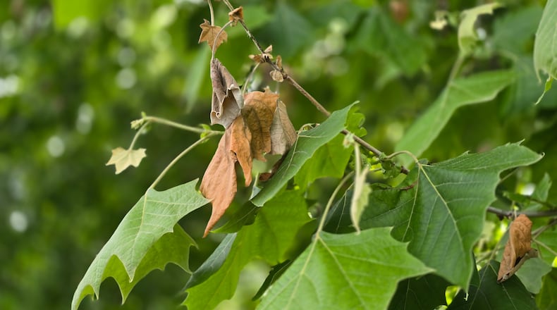 Sycamore anthracnose kills the new buds, growth and potentially stems on sycamores during cool wet spring weather. Pamela J. Bennett