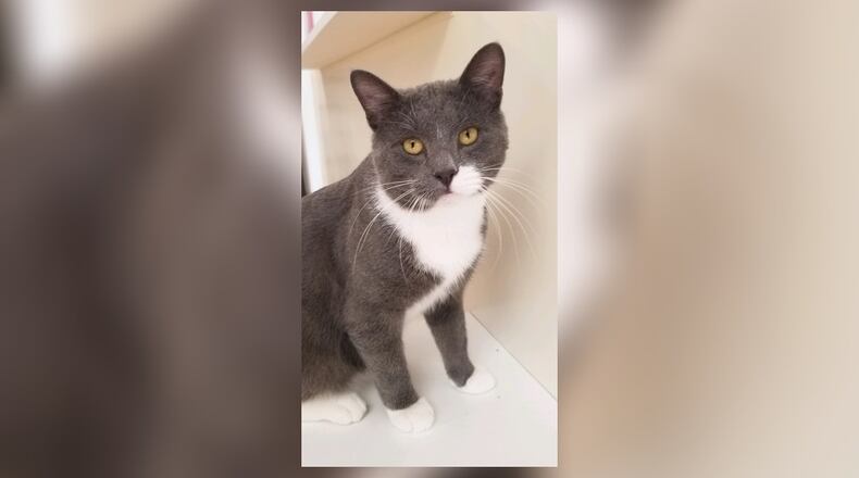 Henry is a wonderfully sweet neutered 1-year-old male. He gets along with all the other cats and will likely do well in just about any home. Stop by and meet him. Henry’s in the Catacabana Room at the Paws Animal Shelter, 1535 West U.S. Highway 36, Urbana. Check out PAWS at www.pawsurbana.com, on Facebook at www.facebook.com/paws.urbana, on Petfinder at petfinder.com or call 937-653-6233. PAWS is in need of volunteers and foster homes. CONTRIBUTED