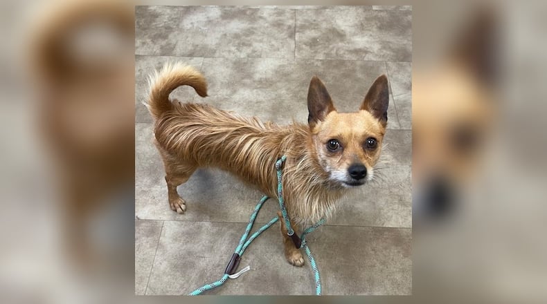 Meet Elton! He is a 5 to 7-year-old Border Terrier/Chihuahua mix, around 7 lbs. He is a little shy but warms up pretty quickly. This little guy loves toys and treats. We have not seen any issues with other dogs here at the shelter but we do recommend a meet-n-greet, prior to adopting. His adoption fee includes his neuter, vaccines, microchip, and a 2024 dog license. Stop by the shelter to meet him! Clark County Dog Shelter is at 5201 Urbana Road, Springfield. CONTRIBUTED