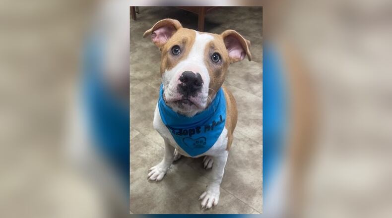 Meet Buddy. He is a 40 lb., Pittie Mix, around 5-6 months old. He was stranded out at the CJ Brown Reservoir for days, before we could finally catch him. He was very scared at first but, now this sweet boy has opened up and showed us his playful side. We have not seen issues with other dogs here at the shelter but we do recommend a meet-n-greet, prior to adopting. His adoption fee this week is $111, as he is the Pet of the Week. That includes his neuter, vaccines, heartworm test, microchip, 2023 dog license, and a free vet check. Schedule an appointment to meet Buddy by calling 937-521-2140. Clark County Dog Shelter is at 5201 Urbana Road, Springfield. CONTRIBUTED