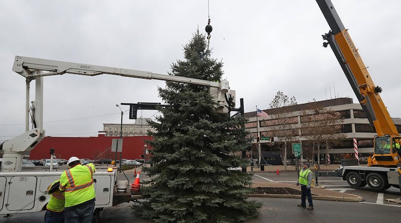 City of Springfield workers cut and placed the city’s holiday tree Tuesday morning on the esplanade. The tree was a memorial tree donated by South Vienna. BILL LACKEY/STAFF