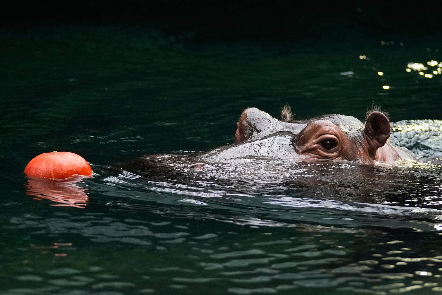 Czech Republic Halloween Zoo