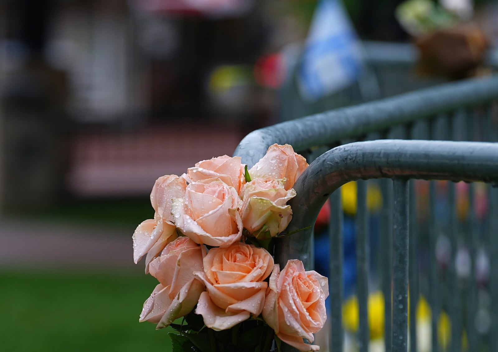 Roses are covered in drops of rain as a storm sweeps over a makeshift memorial for victims of an attack outside of the Boulder County, Colo., courthouse Tuesday, June 3, 2025, in Boulder, Colo. (AP Photo/David Zalubowski)