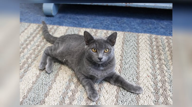 Hi! I’m Rosey, a kitten with a tale of magic. At Paws Animal Shelter, I play and leap, spreading joy with my boundless energy. My siblings and I love to play, and we have other fun kittens here to play with as well. I’ve been through adventures, but now I dream of a forever home where I can share my playful spirit and sweet purrs. Come visit me at the Paws Animal Shelter, 1535 West U.S. Highway 36, Urbana. Check out Paws at pawsurbana.org, on Facebook at facebook.com/paws.urbana, on Petfinder at petfinder.com or call 937-653-6233. Paws is in need of volunteers and foster homes. CONTRIBUTED