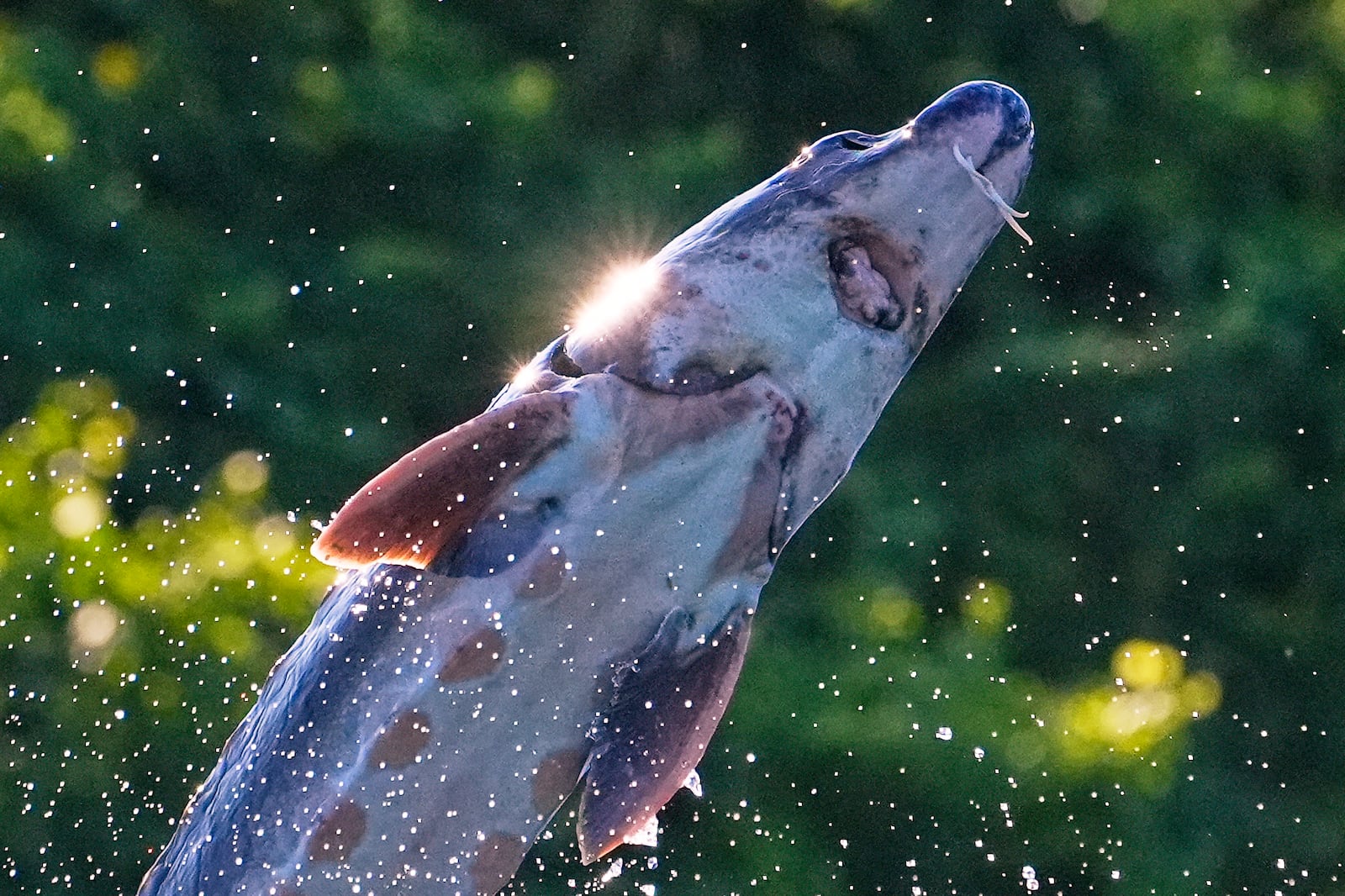 The whiskers and mouth of a bottom-feeding shortnose sturgeon, used for eating everything from aquatic insects to crustaceans, is seen as it jumps from the Kennebec River, Wednesday, July 23, 2025, in Augusta, Maine. (AP Photo/Robert F. Bukaty)