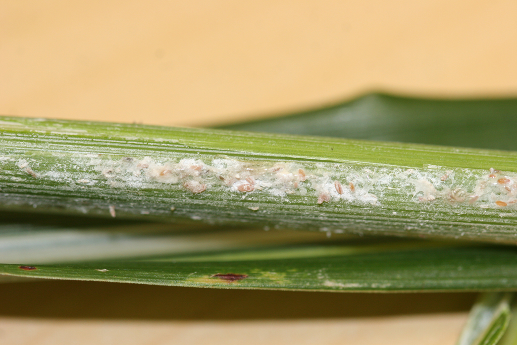Here's an example of mealybug on ornamental grass. CONTRIBUTED