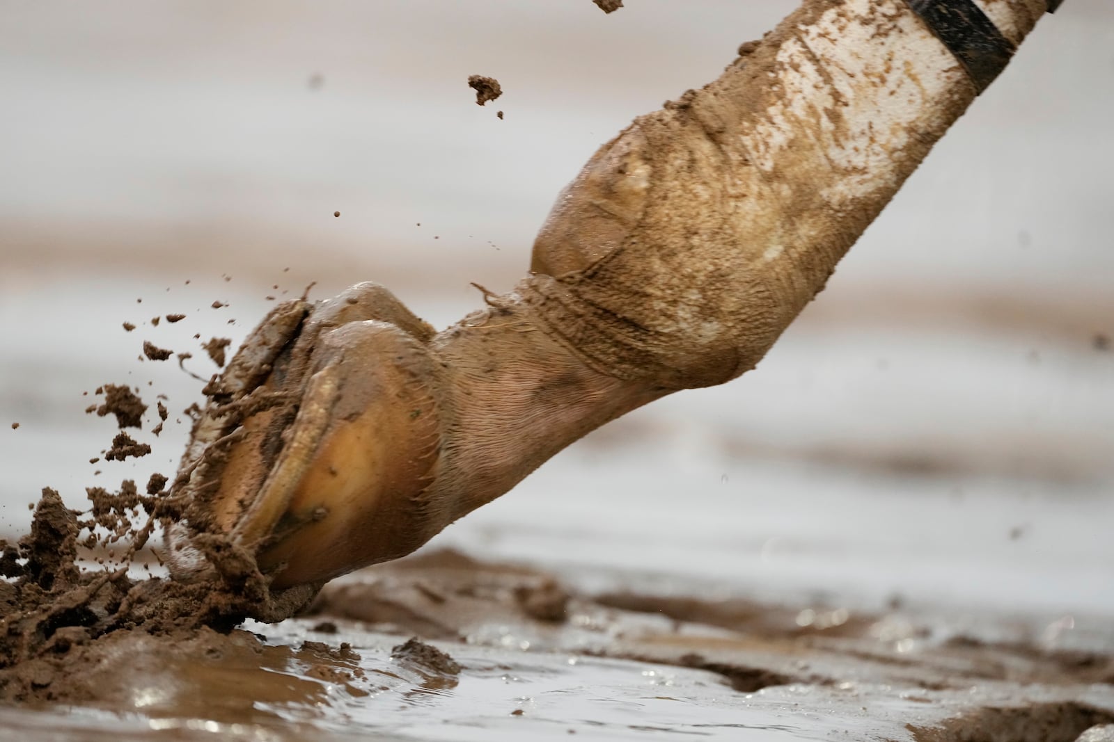 A horse trots in the muck at Churchill Downs before the 151st running of the Kentucky Derby horse race Saturday, May 3, 2025, in Louisville, Ky. (AP Photo/Brynn Anderson)