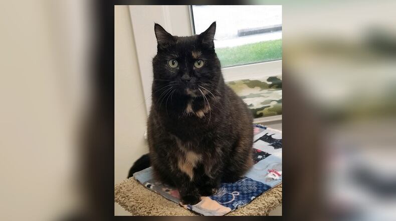 Babe is a beautiful 6-year-old spayed female Torti. She’s a big girl at 14 pounds and so very sweet. Babe is looking for a fur-ever home as she has been in and out of homes a lot. She’s done with that. Sadly, she has been front declawed. Babe loves to give kisses and also likes to sit in the bathtub or sink to watch the water run. Come meet Babe at the Paws Animal Shelter, 1535 West U.S. Highway 36, Urbana. Check out PAWS at www.pawsurbana.com, on Facebook at www.facebook.com/paws.urbana, on Petfinder at petfinder.com or call 937-653-6233. PAWS is in need of volunteers and foster homes. CONTRIBUTED