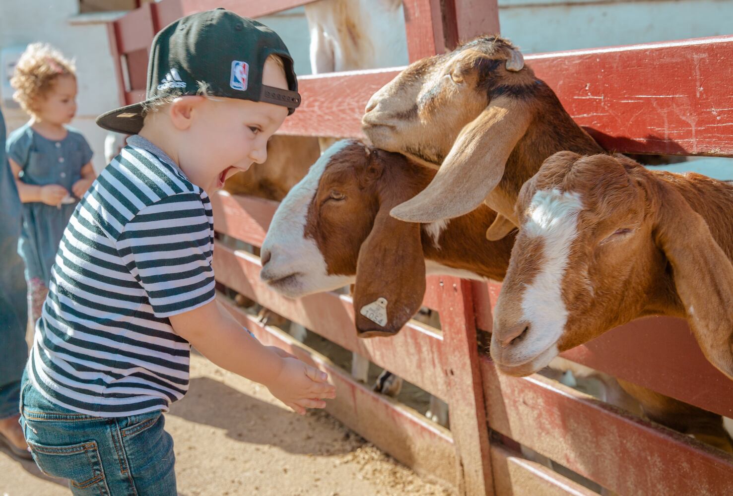Young's Dairy animals