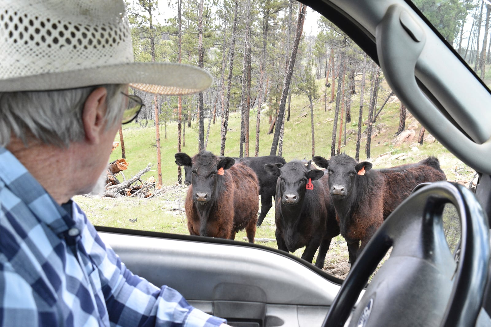 Pat Thiele checks on his cattle as he drives a truck through his land in the Bull Mountains, on May 21, 2025, near Roundup, Montana. (AP Photo/Matthew Brown)