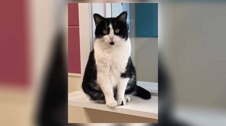 Tabitha is a very sweet, friendly 1-year-old black and white spayed female. She gets along with all the other cats and is ready to find a place to call her own. She’ll do well in just about any home. Come visit her in the Cattery at the Paws Animal Shelter, 1535 West U.S. 36, Urbana. Check out PAWS at www.pawsurbana.com, on Facebook at www.facebook.com/paws.urbana, on Petfinder at petfinder.com or call 937-653-6233. PAWS is in need of volunteers and foster homes. CONTRIBUTED