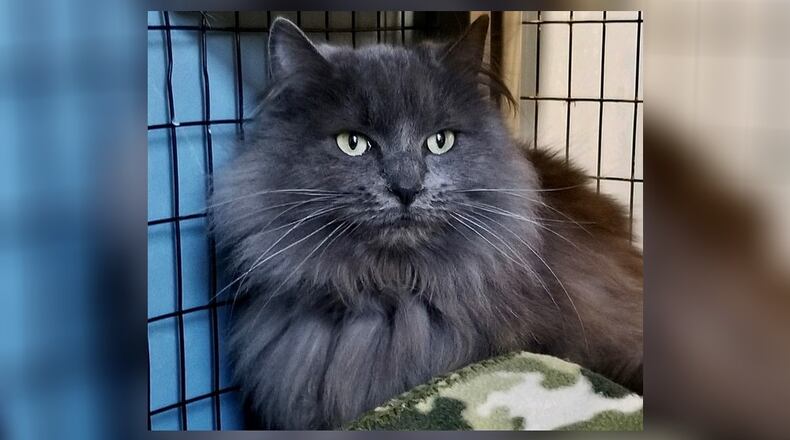 Winnie is a beautiful spayed long hair gray cat who is around one year old. Winnie is a sweet girl who is going to need to be brushed often in her new home. She seems to like the other cats and will likely do well in just about any home. Come see Winnie at the Paws Animal Shelter (PAWS), 1535 West U.S. Highway 36, Urbana. Check out PAWS at www.pawsurbana.com, on Facebook at www.facebook.com/paws.urbana, on Petfinder at petfinder.com or call 937-653-6233. CONTRIBUTED