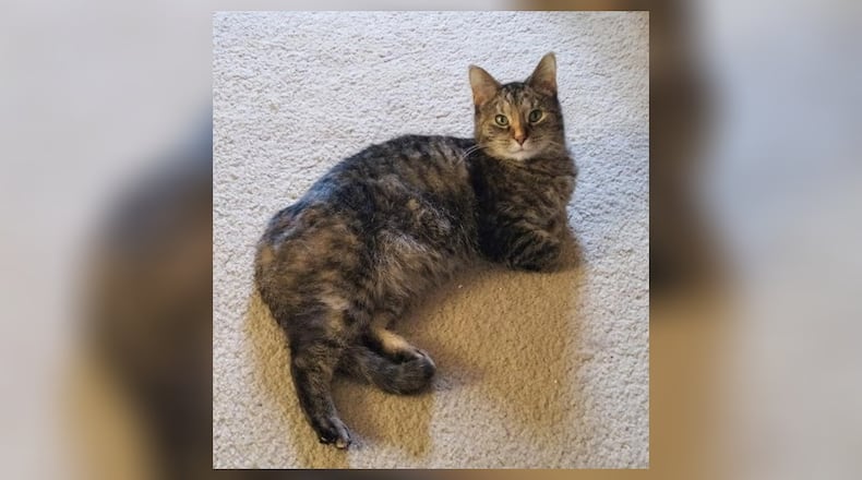 Hello, I’m Charity. I’m a gentle soul, a bit shy at first, but don’t let that fool you. I promise, once I get to know you, my sweet nature will shine through. I love quiet afternoons, a good play session, and a cozy lap to curl up on. I’ve been told I have a soothing purr that can melt away the stress of a long day. I’m just a simple cat with a big heart, waiting to share it with someone special. If you’re looking for a loyal companion who will bring love and peace to your life, I’m your girl. Come visit me at Paws Animal Shelter, 1535 West U.S. Highway 36, Urbana, online at pawsurbana.org, Facebook at facebook.com/paws.urbana, on Petfinder at petfinder.com or call 937-653-6233. Paws is in need of volunteers and foster homes. CONTRIBUTED