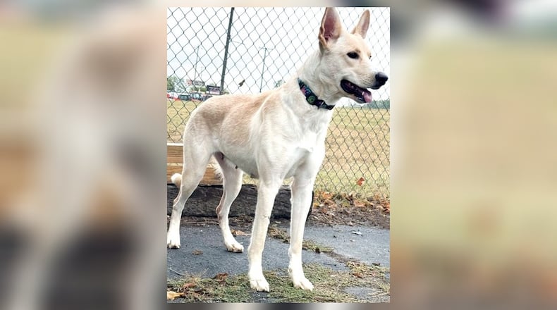 Meet Arial! She would make a wonderful companion! Her mix of shyness and energy makes her a unique and endearing pet. She would thrive in a home where she can enjoy running around and taking in the sun. If you’re looking for a loyal and lively friend, Arial might just be the perfect match for you. Stop at the Clark County Dog Shelter to meet her. Clark County Dog Shelter is at 5201 Urbana Road, Springfield. CONTRIBUTED