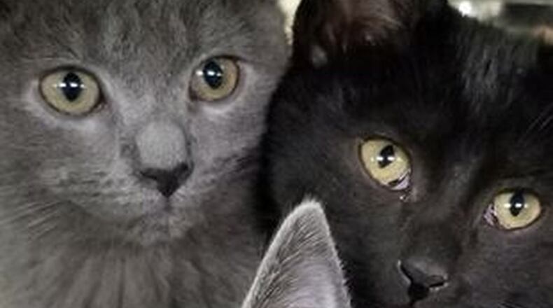 River, Dove, and Felix