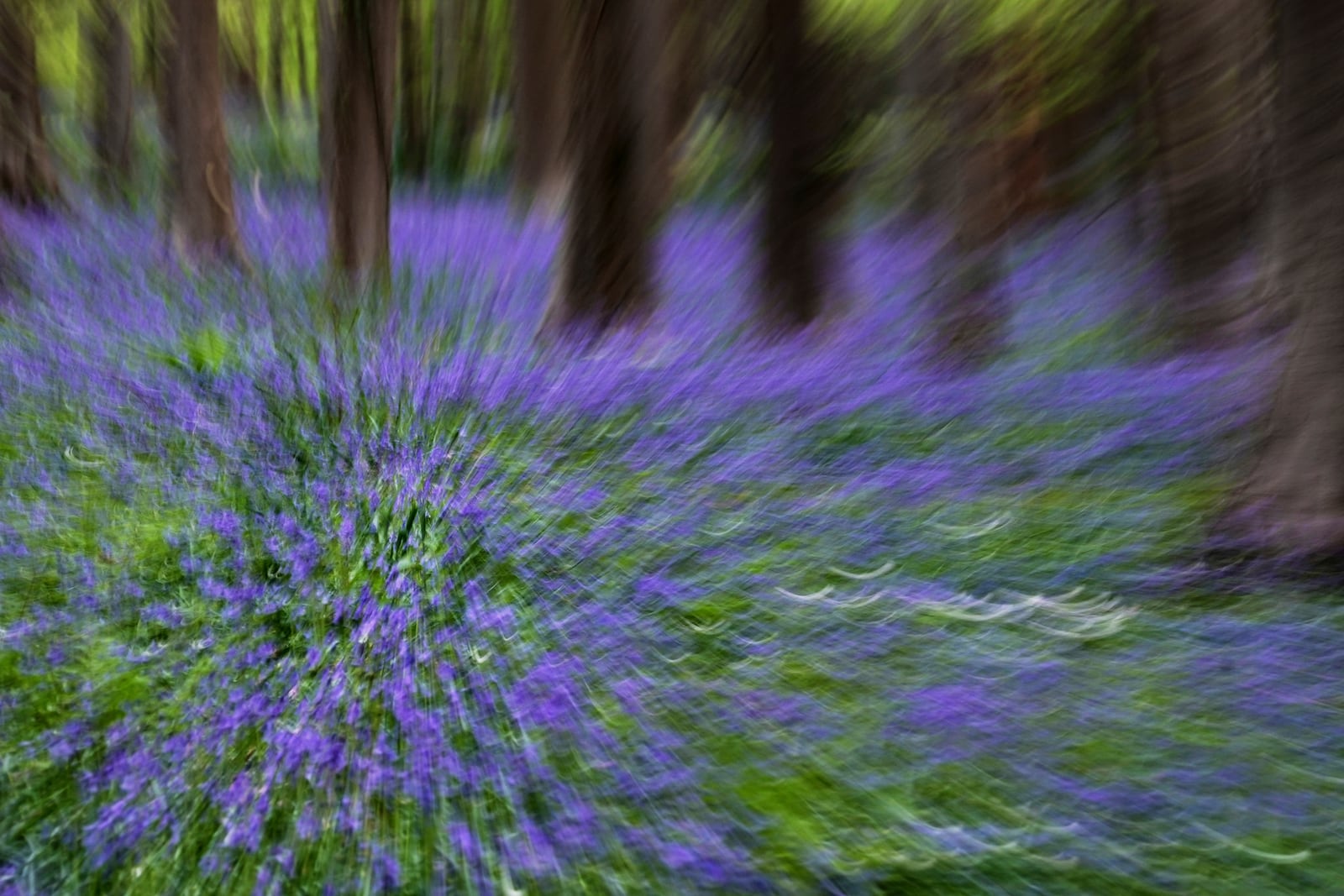 In this long exposure lens zoom effect, bluebells, also known as wild hyacinth, bloom among the trees in the Hallerbos forest, south of Brussels, Belgium, on Tuesday, April 22, 2025. (AP Photo/Virginia Mayo)
