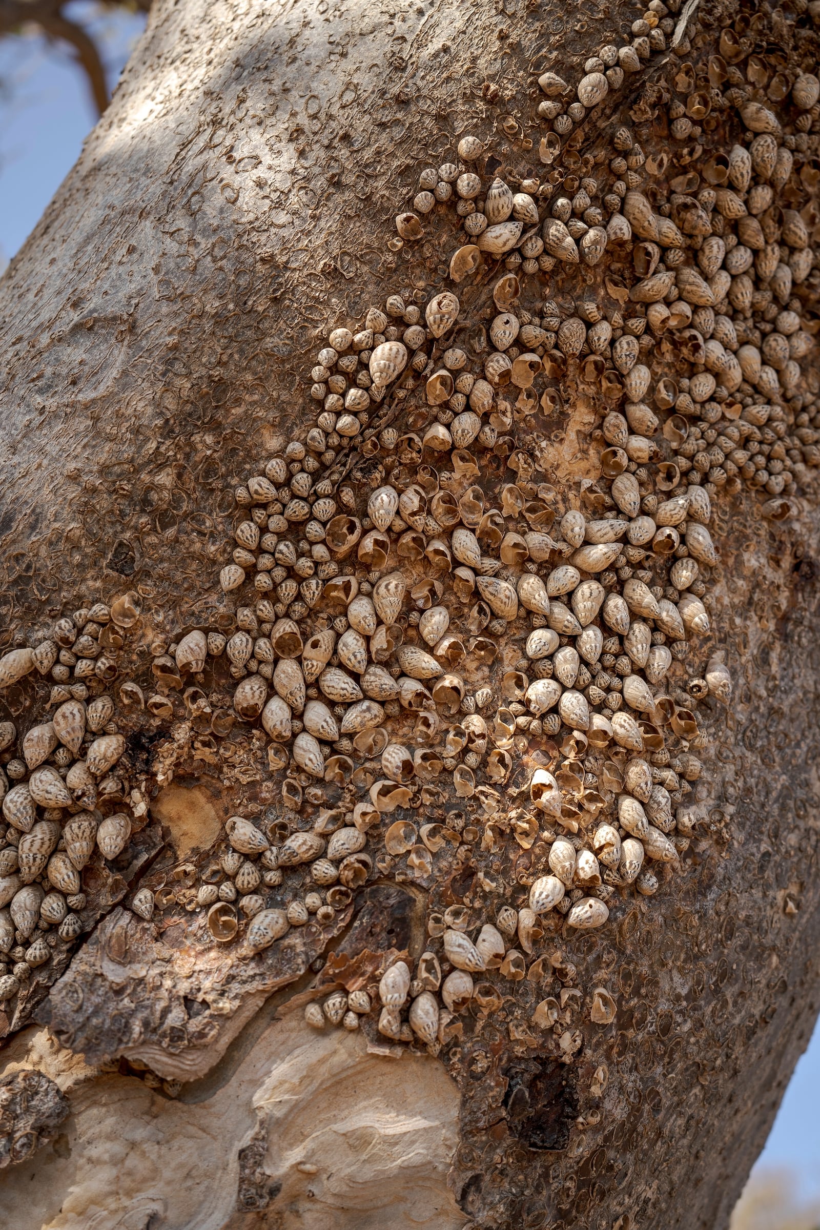 Achatinelloides mollusks gather on a tree's bark on the Yemeni island of Socotra, Sept. 22, 2024. (AP Photo/Annika Hammerschlag)