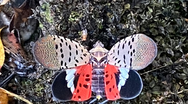 The spotted lanternfly adult has been confirmed in Clark County, the first confirmation in the MIami Valley area.