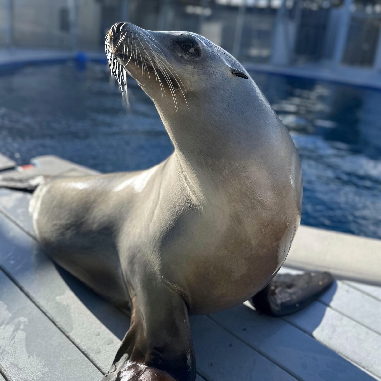 This undated photo provided by researchers in April 2025, shows California sea lion Ronan in Santa Cruz, Calif., under an NMFS 23554 permit. (Colleen Reichmuth/UC Santa Cruz via AP)