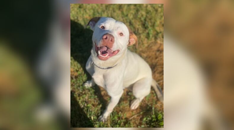 Beastie is a Pit-American Bully mix weighing around 55 lbs., who loves treats, affection, and playing outside. His adoption fee this week is $22, as he is the pet of the week. Adoption fee includes his vaccines, alteration, microchip, 2021 dog license, and a free vet check. Beastie is at the Clark County Dog Shelter, 5201 Urbana Road, Springfield. The shelter can be reached at 937-521-2140, or visit www.facebook.com/clarkcountydogshelter for more information. CONTRIBUTED