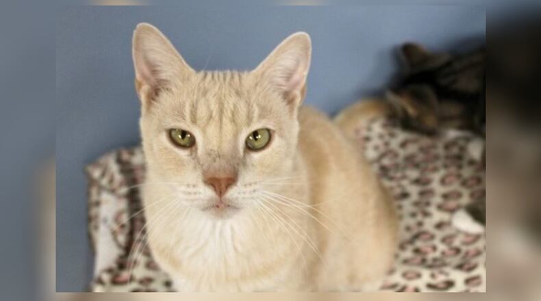 Keenon was surrendered to Paws Animal Shelter by his owner, as she was losing her home in just a few days and had nowhere to go. While he was confused at being in a shelter, he adjusted very quickly, especially after he got out of quarantine (no one likes being in a cage in the clinic). He gets along with his roommates in the Kool Katz room, one of our adult cat rooms where he currently lives. He loves attention and playing with the fishing pole toys. He’s one of the first in the room to greet our visitors. I take my 95-year old mother to the shelter once a week, and he sits on her lap or right beside her the entire time she’s in his room. He would be a wonderful addition to virtually any family, especially if you’re looking for a loving lap cat. Come visit him at the Paws Animal Shelter, 1535 West U.S. Highway 36, Urbana. Check out Paws at pawsurbana.com, on Facebook at facebook.com/paws.urbana, on Petfinder at petfinder.com or call 937-653-6233. Paws is in need of volunteers and foster homes. CONTRIBUTED