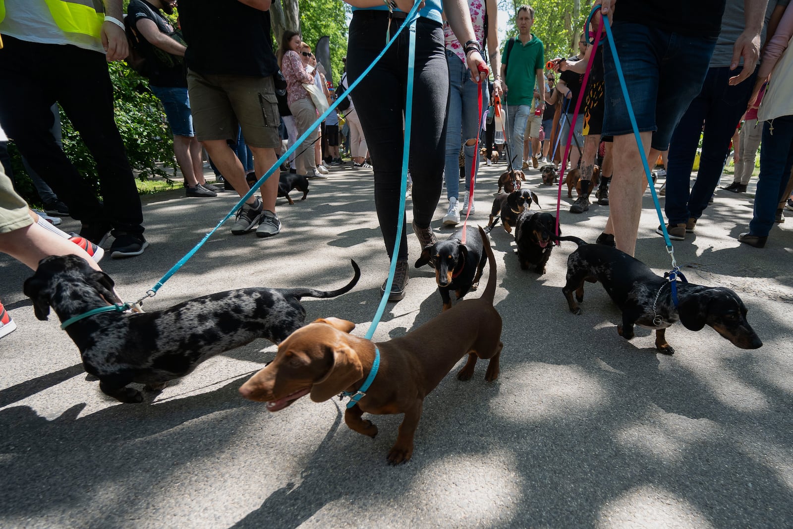 Dachshunds and their owners take part in an attempt to set Hungary’s record for the largest dog walk of a single breed, at Budapest City Park, Budapest, Thursday, May 1, 2025. (AP Photo/Denes Erdos)