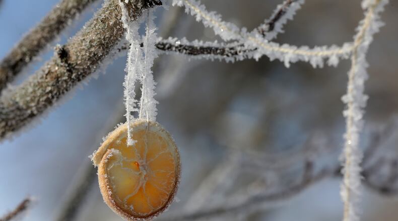 An orange slice, hanging from a tree for the birds in Snyder Park, is covered with frost in the frigid air on the morning of Feb. 18, 2021. BILL LACKEY/STAFF