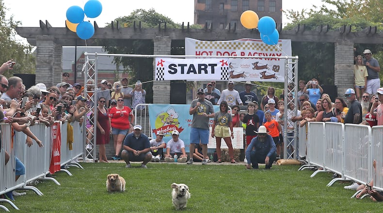 In this file photo, one of the highlights of MustardFEST is the Champion City Wiener Dog Races at National Road Commons Park in Springfield. BILL LACKEY/STAFF