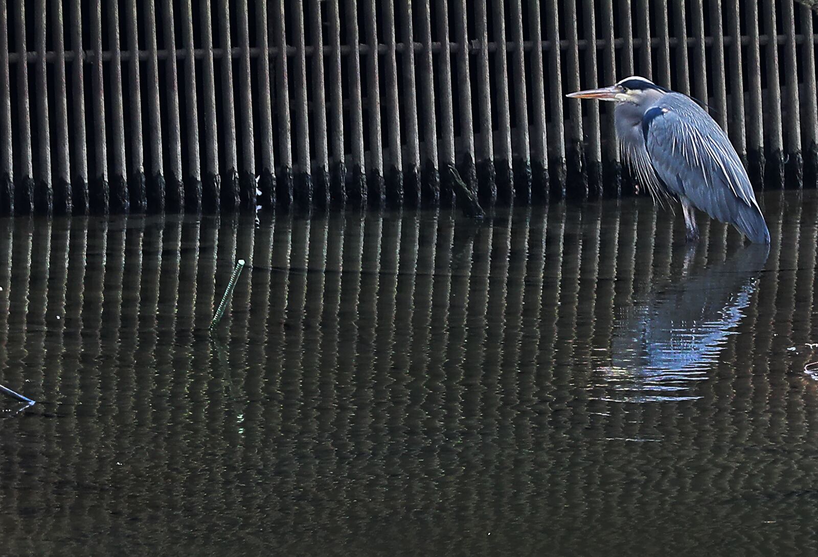 A blue heron stands in the shallow water in front of some type of grate along Buck Creek Tuesday as he waits of a meal to swim past. BILL LACKEY/STAFF