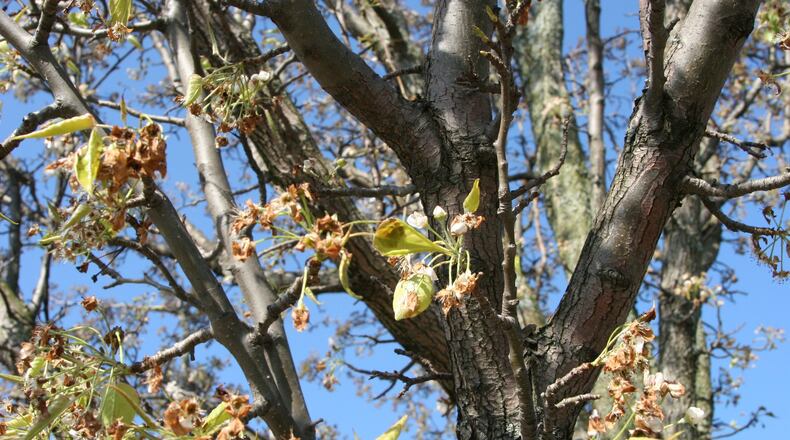 Freeze damage to pear flowers. CONTRIBUTED