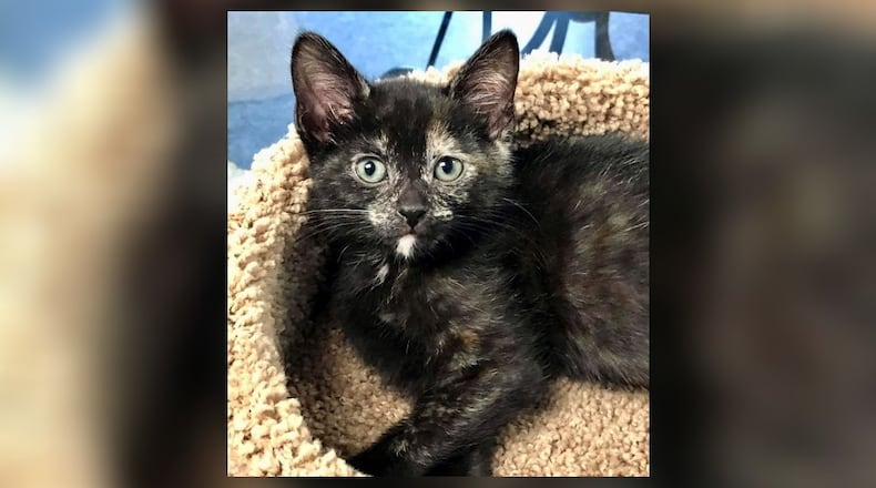 India is a very sweet 3-1/2-month-old black kitten. She has a bit of white on her neck and the prettiest little eyes. India loves to play and snuggle and will do well in just about any home. Come visit her in the Kitty Cove at the Paws Animal Shelter, 1535 West U.S. Highway 36, Urbana. Check out PAWS at www.pawsurbana.com, on Facebook at www.facebook.com/paws.urbana, on Petfinder at petfinder.com or call 937-653-6233. PAWS is in need of volunteers and foster homes. CONTRIBUTED