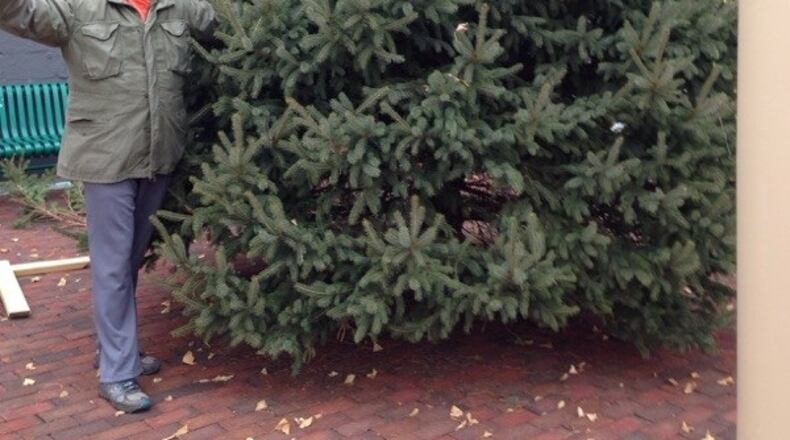 A Christmas tree in Legacy Park will be lighted during holiday events tonight. CONTRIBUTED