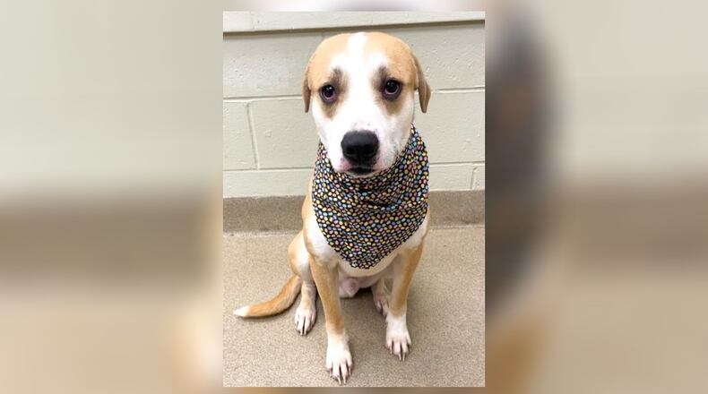 Meet Pretzel. He is a 1-year-old mixed breed around 43 pounds. He is very sweet but super shy and timid. He does great with other dogs but, we are unsure about cats or children. It is recommended to bringing them to meet him if applicable. His adoption fee this week is $77, as he is the Pet of the Week. That includes his alteration, vaccines, microchip, dog license, and a free vet check. Call 937-521-2140, to meet Pretzel. Clark County Dog Shelter is at 5201 Urbana Road, Springfield. CONTRIBUTED