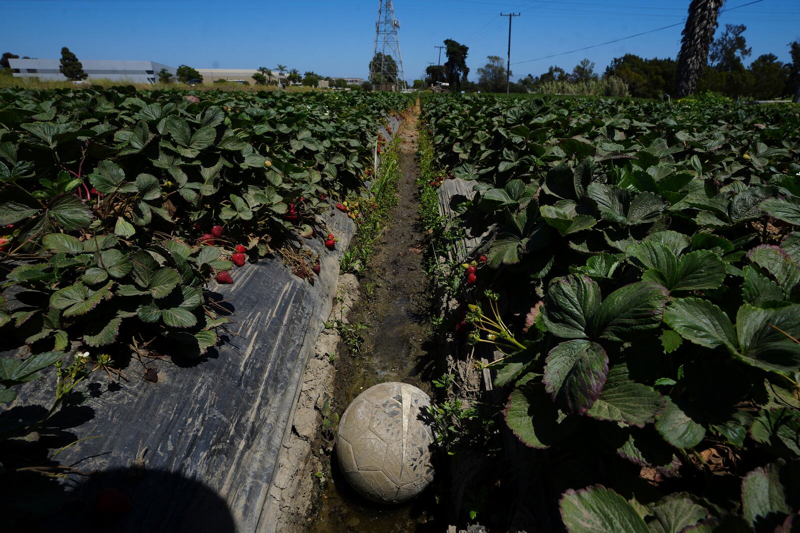 A soccer ball sits in a strawberry field in Oxnard, Calif., on Wednesday, June 18, 2025. (AP Photo/Damian Dovarganes)