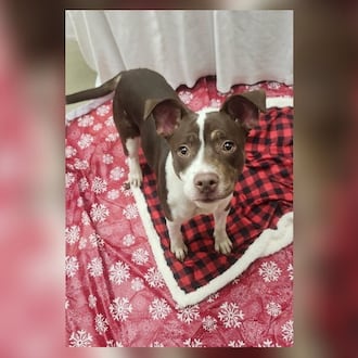 Tayla is 27 lb., 9-month-old, mixed breed puppy. She is a spunky little girl and loves to play. She seems to do well with other dogs here at the shelter, but we do not know about cats. We always recommend bringing your pets in to meet her and make sure its a good match. Clark County Dog Shelter is at 5201 Urbana Road, Springfield. CONTRIBUTED