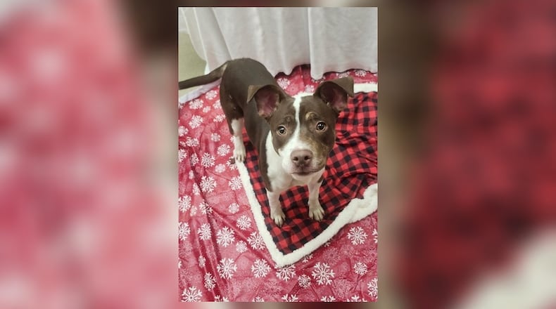 Tayla is 27 lb., 9-month-old, mixed breed puppy. She is a spunky little girl and loves to play. She seems to do well with other dogs here at the shelter, but we do not know about cats. We always recommend bringing your pets in to meet her and make sure its a good match. Clark County Dog Shelter is at 5201 Urbana Road, Springfield. CONTRIBUTED