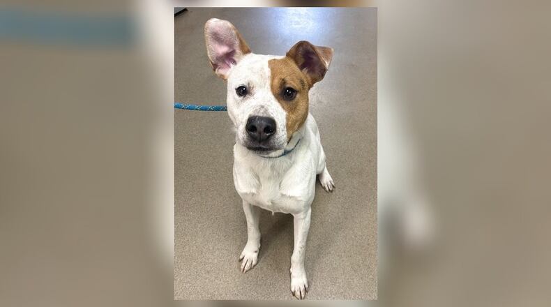Meet Chong! He is a Australian Cattle mix, around 45 lbs. Chong is a playful, loving boy. He is an absolute sweetheart and will win you over with his leaning onto you for cuddles. We have not seen issues with other dogs here at the shelter. However, we do recommend a meet-n-greet, prior to adopting. His adoption fee this week is $22, as he is pet of the week. That includes his neuter, vaccines, microchip, dog license, and free vet check. Stop by the shelter to meet him. Clark County Dog Shelter is at 5201 Urbana Road, Springfield. CONTRIBUTED