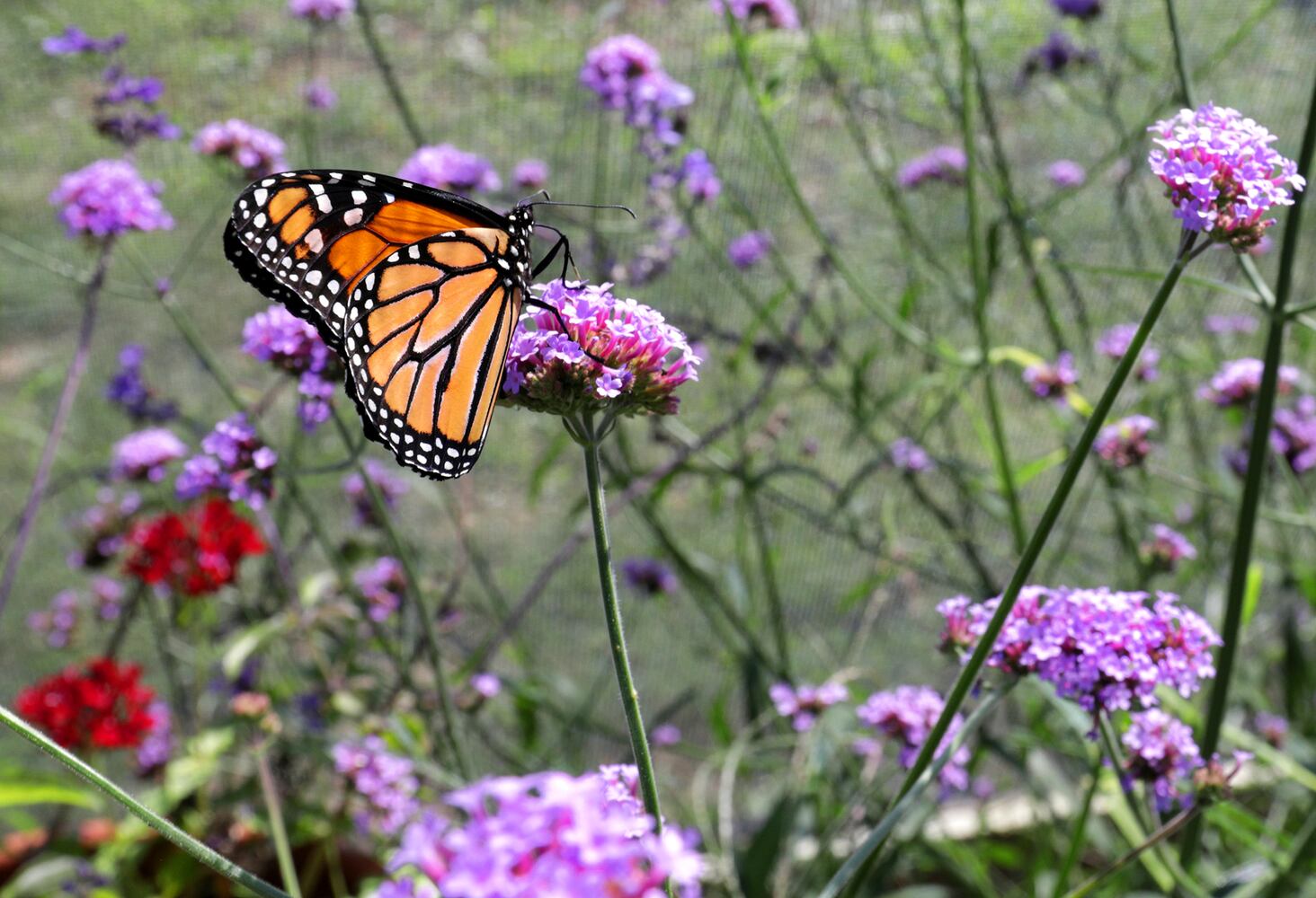 091821 Butterflies SNS