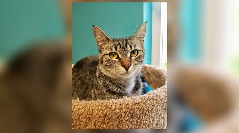 Pickle is a pretty 11-month-old spayed female tiger. She’s a little on the quiet side and likes to be petted. Pickle might like to be in a home with another kitten to snuggle with. Come meet her at the Paws Animal Shelter, 1535 West U.S. Highway 36, Urbana. Check out PAWS at www.pawsurbana.com, on Facebook at www.facebook.com/paws.urbana, on Petfinder at petfinder.com or call 937-653-6233. PAWS is in need of volunteers and foster homes. CONTRIBUTED