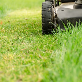 Don’t worry about controlling dandelions and other broadleaf weeds during the colder days of March. The best time to control dandelions is after they finish blooming and are at the puffball or shoe fairy stage. The honeybees can make good use of the blooms, and then you can eliminate them. ISTOCK