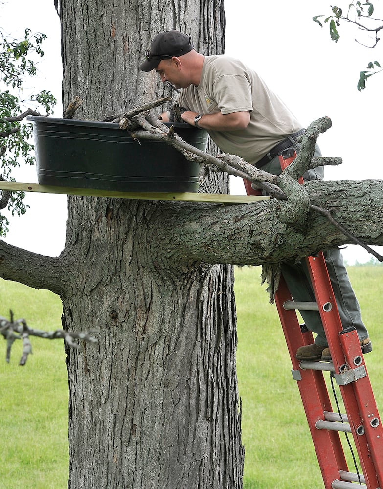 Young Bald Eagles Returned to Nest