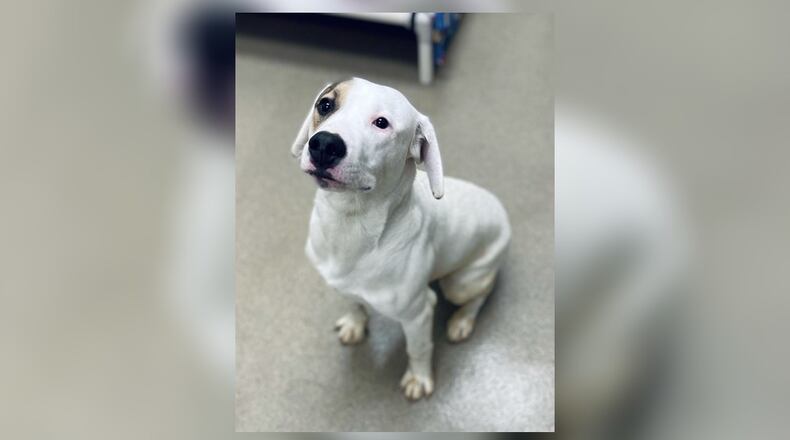 Glenn is a sweet guy, just about 1-year-old, looking for a family to belong to. He comes neutered, vaccinated, microchipped, vet checked and licensed for $77, as he is the Pet of the Week. Glenn is at the Clark County Dog Shelter, 5201 Urbana Road, Springfield. The shelter can be reached at 937-521-2140, or visit www.facebook.com/clarkcountydogshelter for more information. CONTRIBUTED