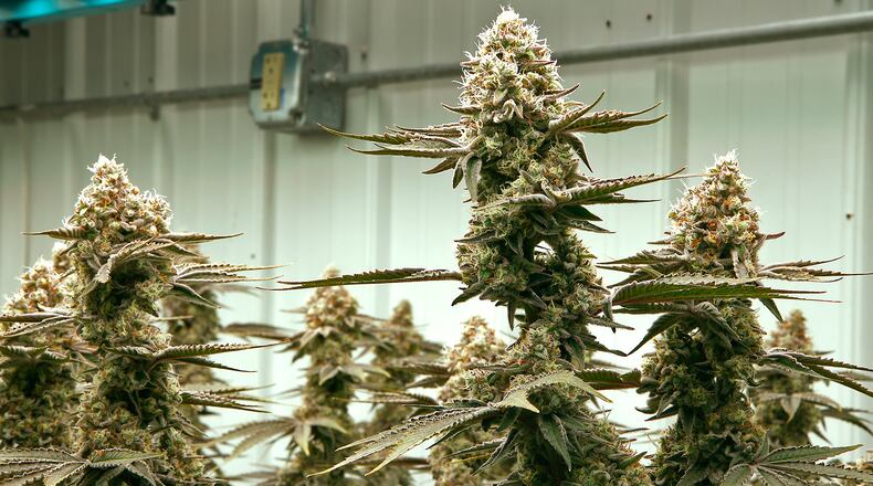 Flowering cannibus plants at the Pure Ohio Wellness cultivation at production facility in Clark County Monday, Dec. 4, 2023. BILL LACKEY/STAFF