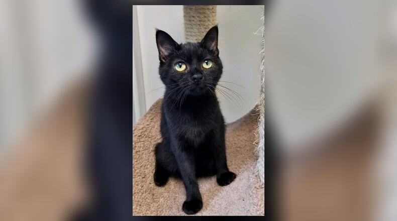 Laney is the Champaign County Pet of the Week from the PAWS Animal Shelter. CONTRIBUTED