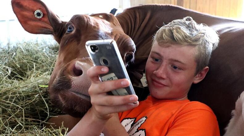 Springfield News-Sun Photographer Bill Lackey is a finalist in the 2019 Ohio Associated Press Media Editors Association contest. In this photo, Hayden King, 14, and his dairy cow play games on his cell phone to pass the time Friday, August 3, 2018 in one of the barns at the Champaign County Fair. Bill Lackey/Staff
