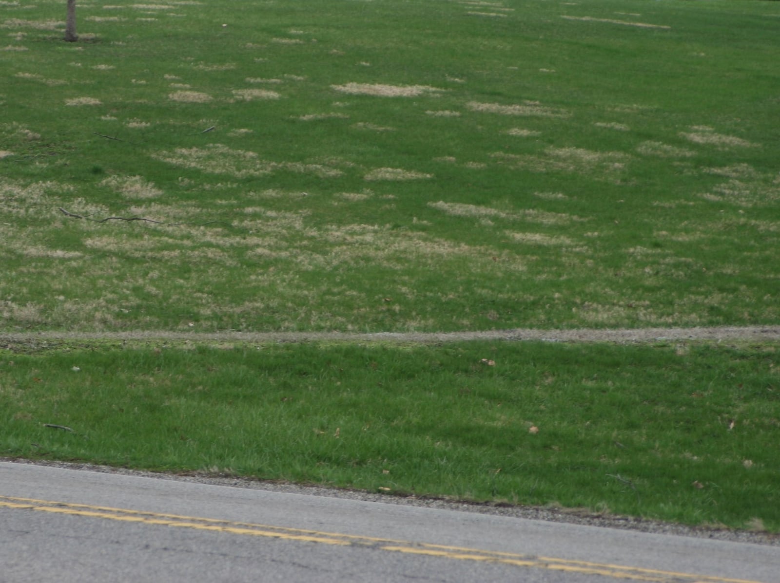 Nimblewill, the brown patchy grass, is considered a weed in our cool-season lawns. It's the last to green up in the spring and the first to turn brown in the fall. CONTRIBUTED