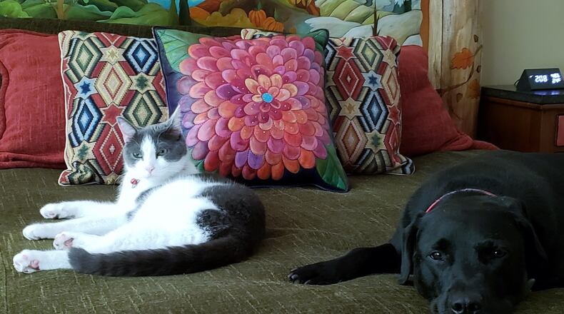 Pip and Teddy. Karin's newest friends. CONTRIBUTED