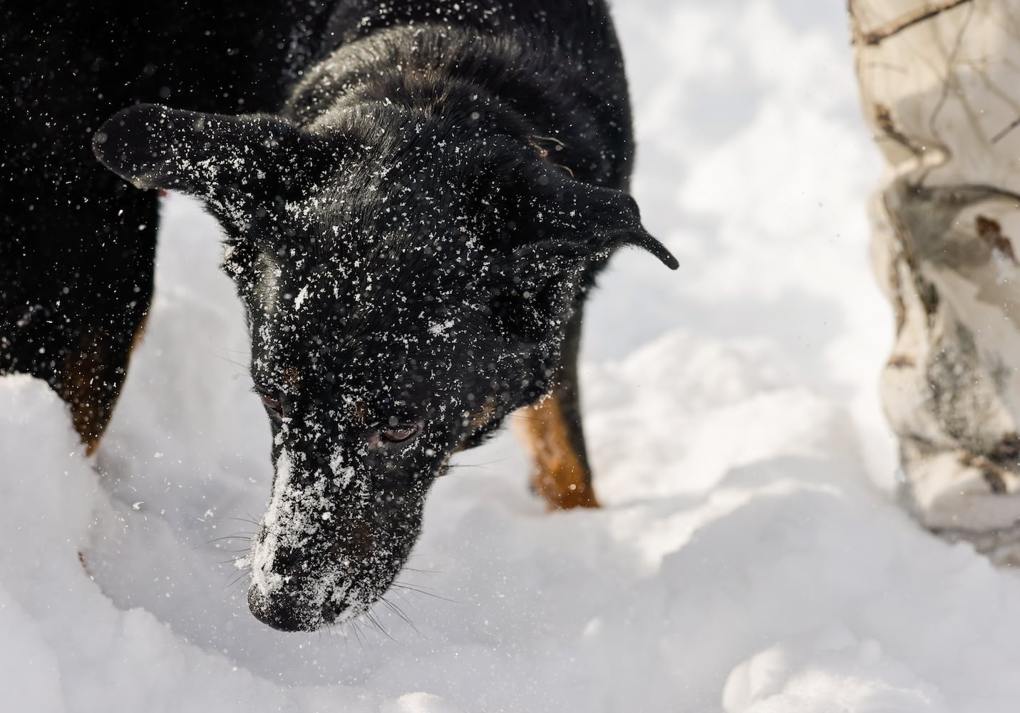 Dog having fun in snow