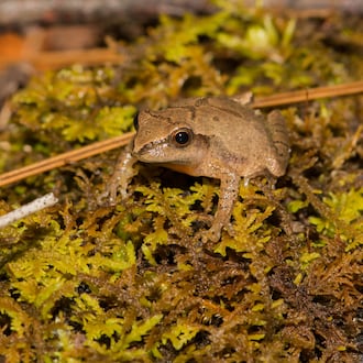 A Northern Spring Peeper crawling over a bed of moss. iSTOCK/COX